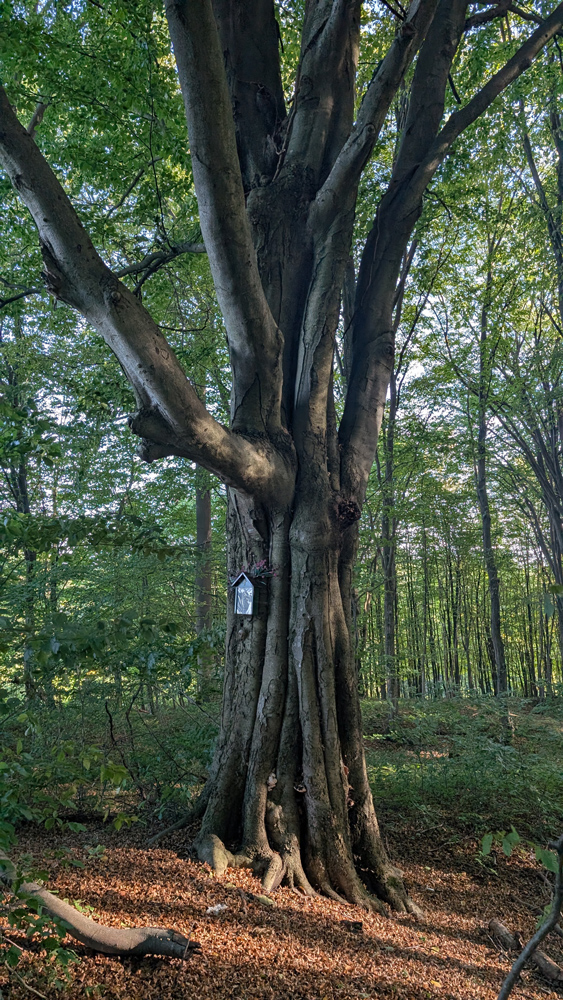 Na Piasecznej Górze