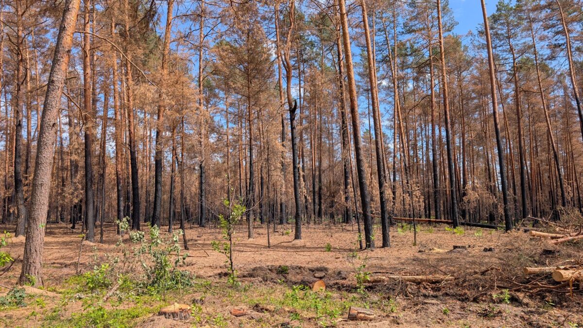 Dostępność Puszczy Solskiej po pożarze